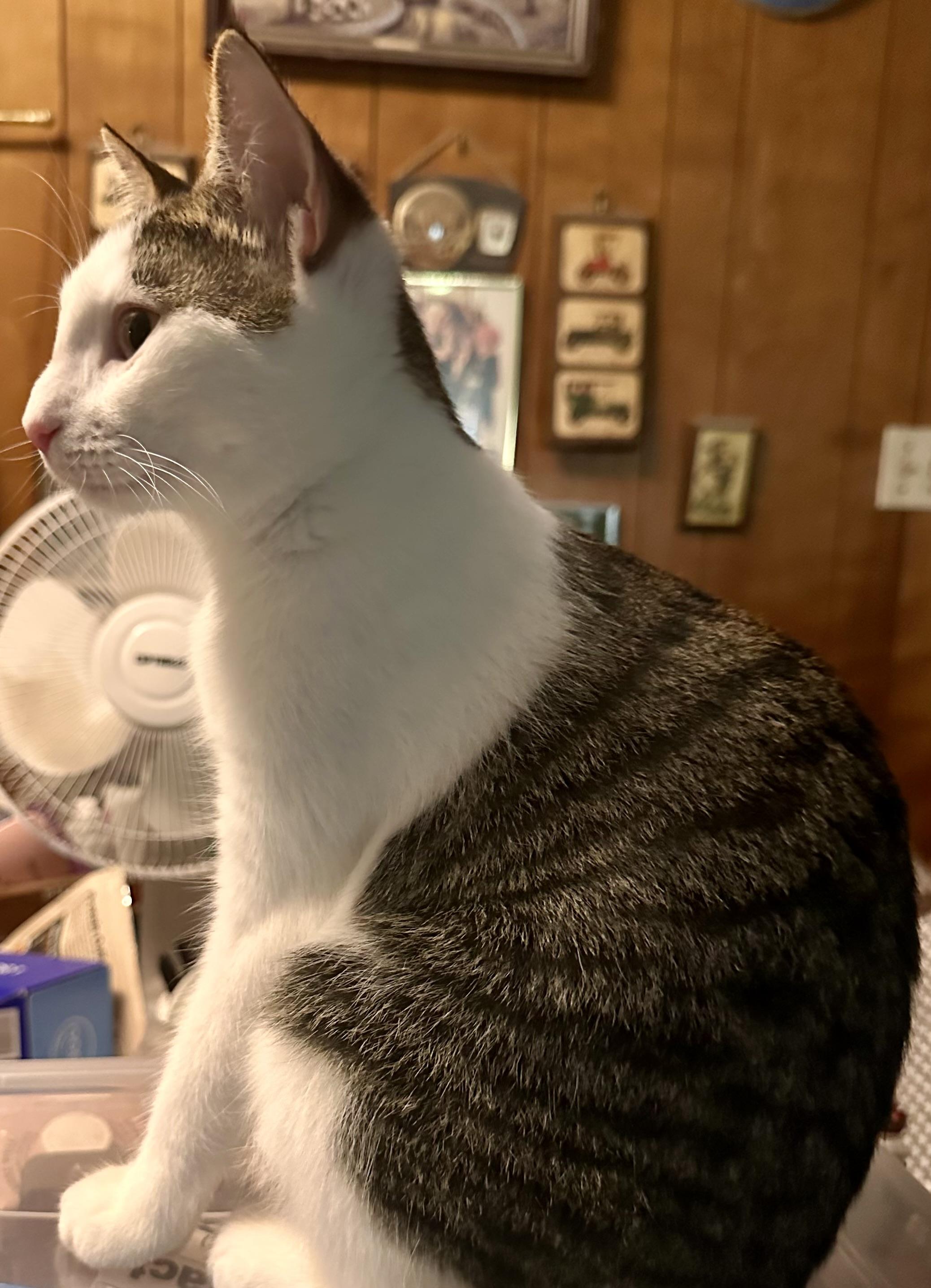 Enlarge Alex, a Adoptable Domestic Short Hair in Fayetteville, NC image 5/6