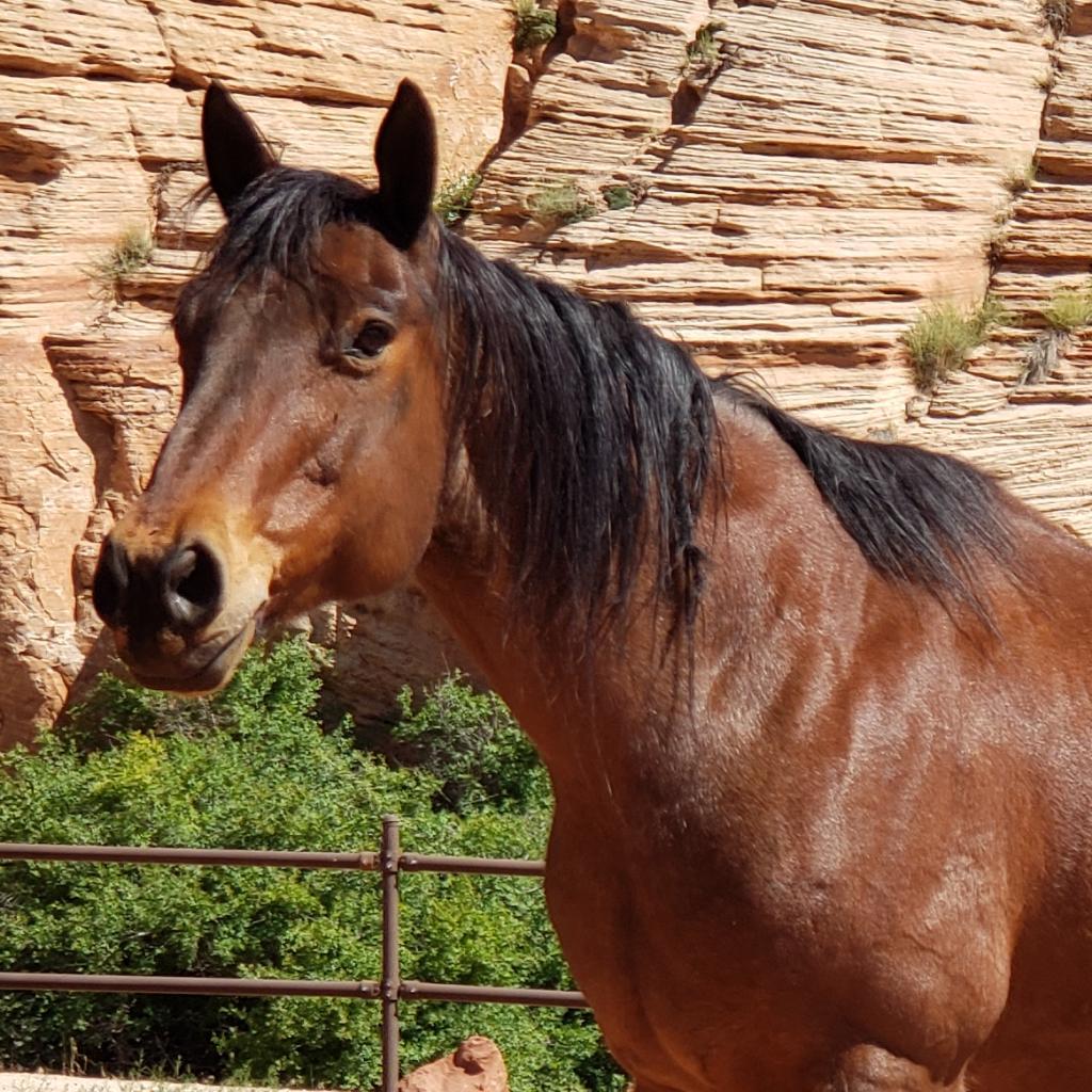 Banjo, Adoptable, Senior Male Quarterhorse.