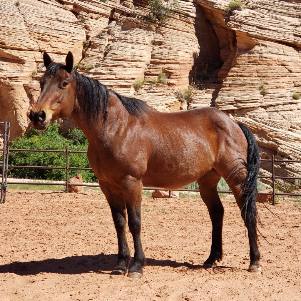 Banjo, a Adoptable Quarterhorse in Long Beach, CA image 2/5