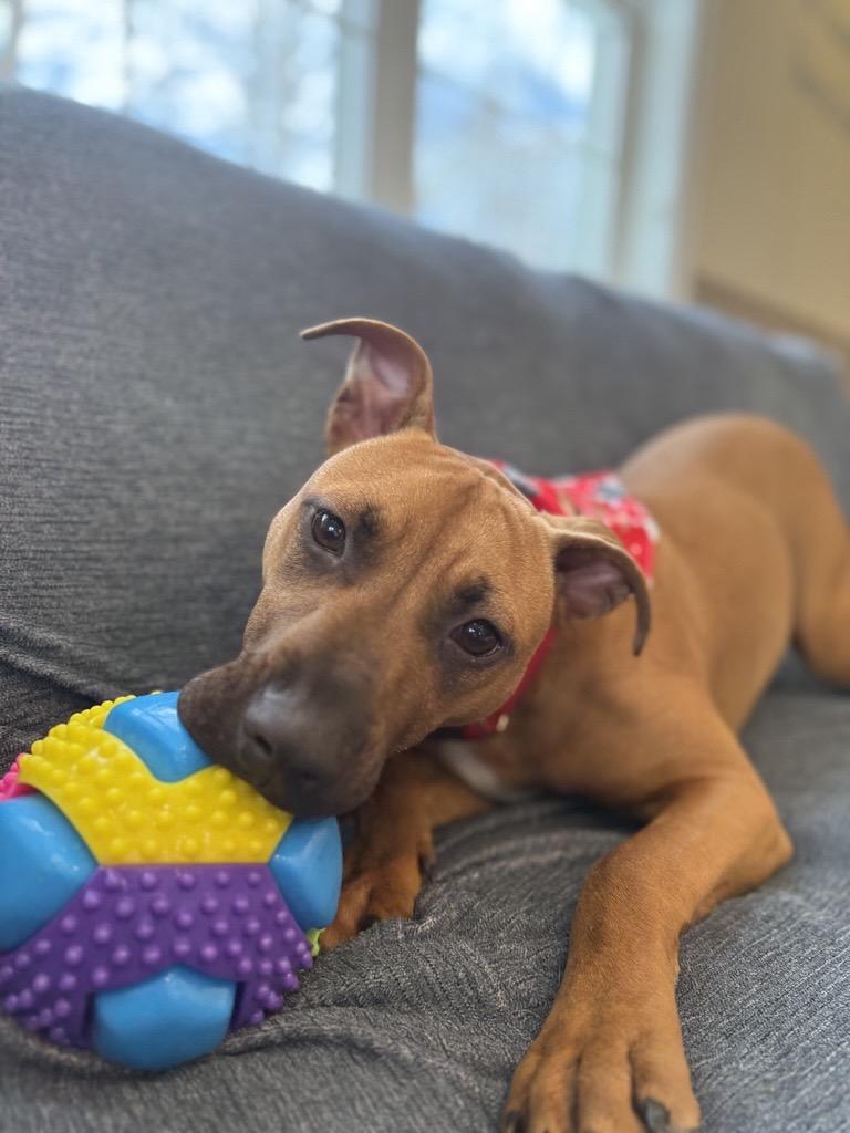 Eliza, an adopted Mixed Breed in South Kingstown, RI image 2/3