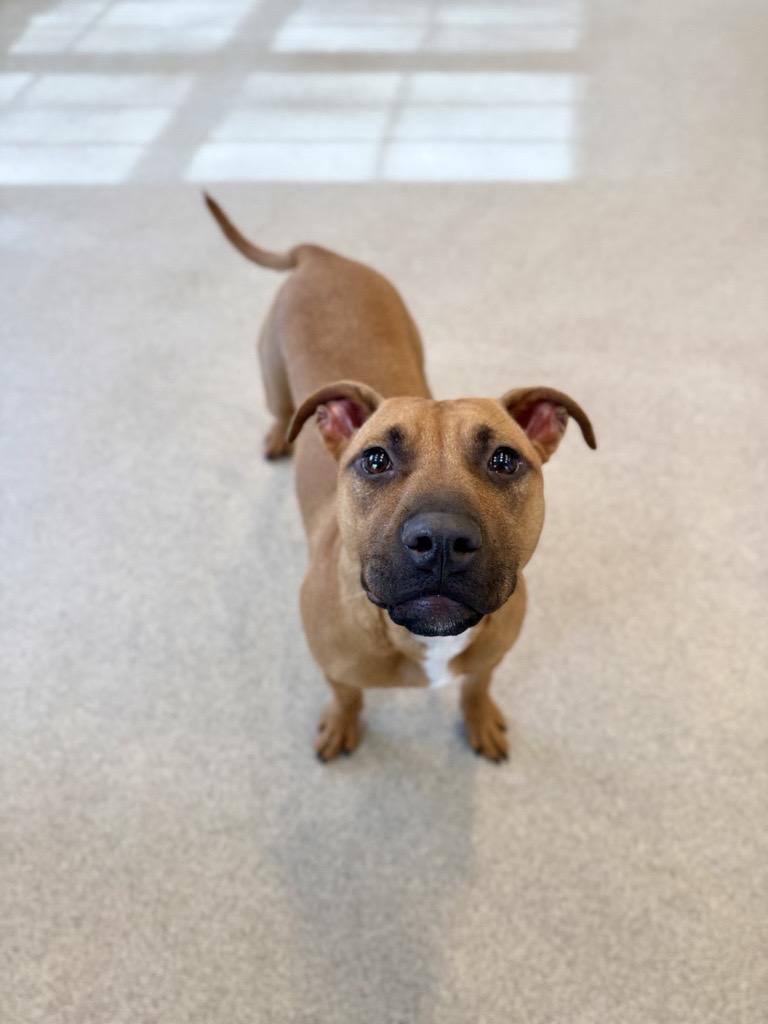 Eliza, an adopted Mixed Breed in South Kingstown, RI image 3/3