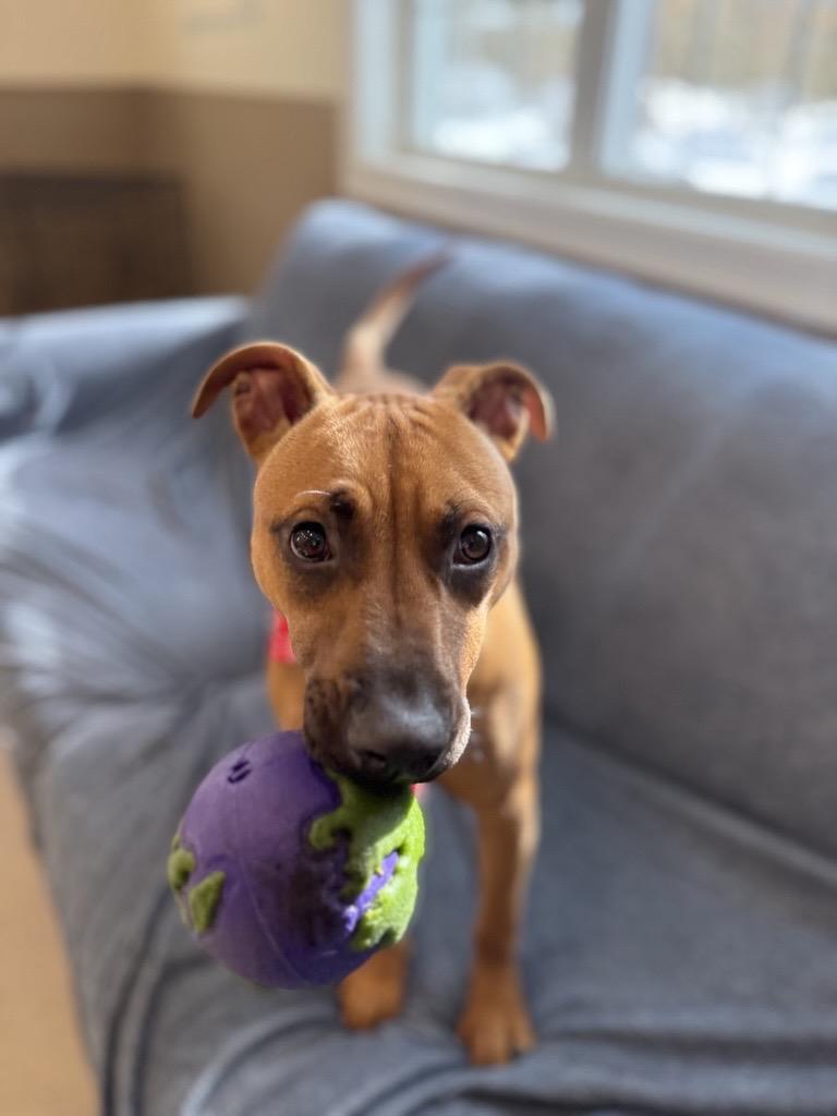 Eliza, adopted, Young Female Mixed Breed.