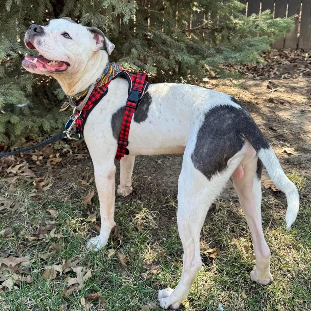 Judah Lewis, a Adoptable Pit Bull Terrier in Lake Jackson, TX image 1/6