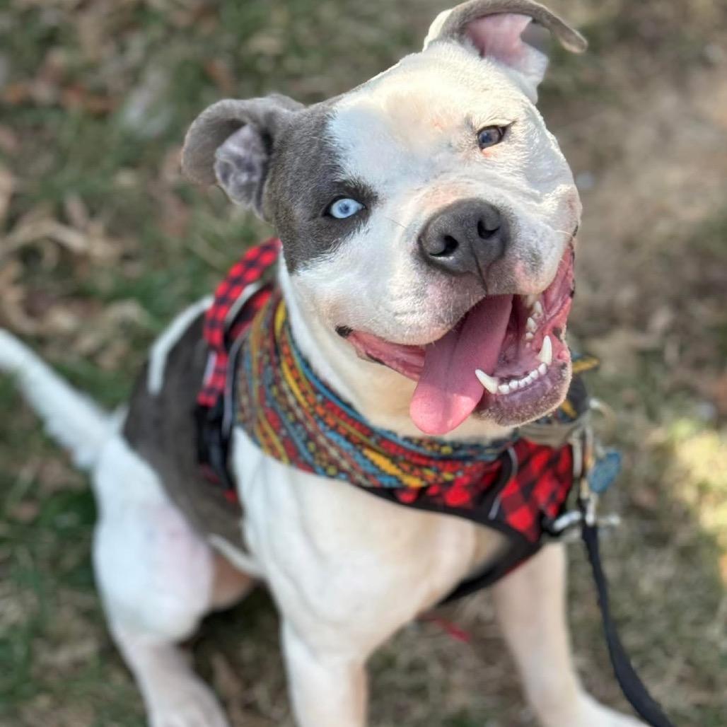 Judah Lewis, a Adoptable Pit Bull Terrier in Lake Jackson, TX image 3/6