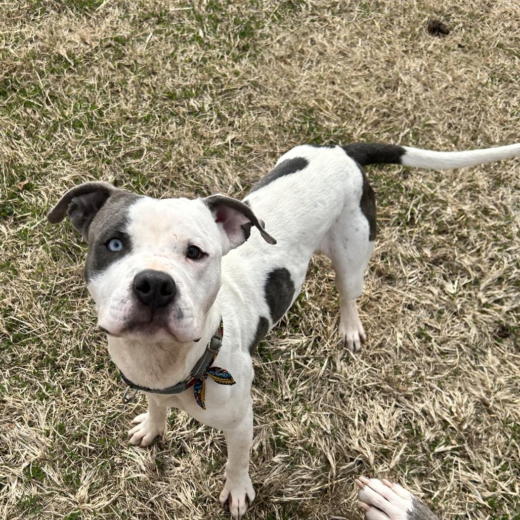 Judah Lewis, a Adoptable Pit Bull Terrier in Lake Jackson, TX image 4/6