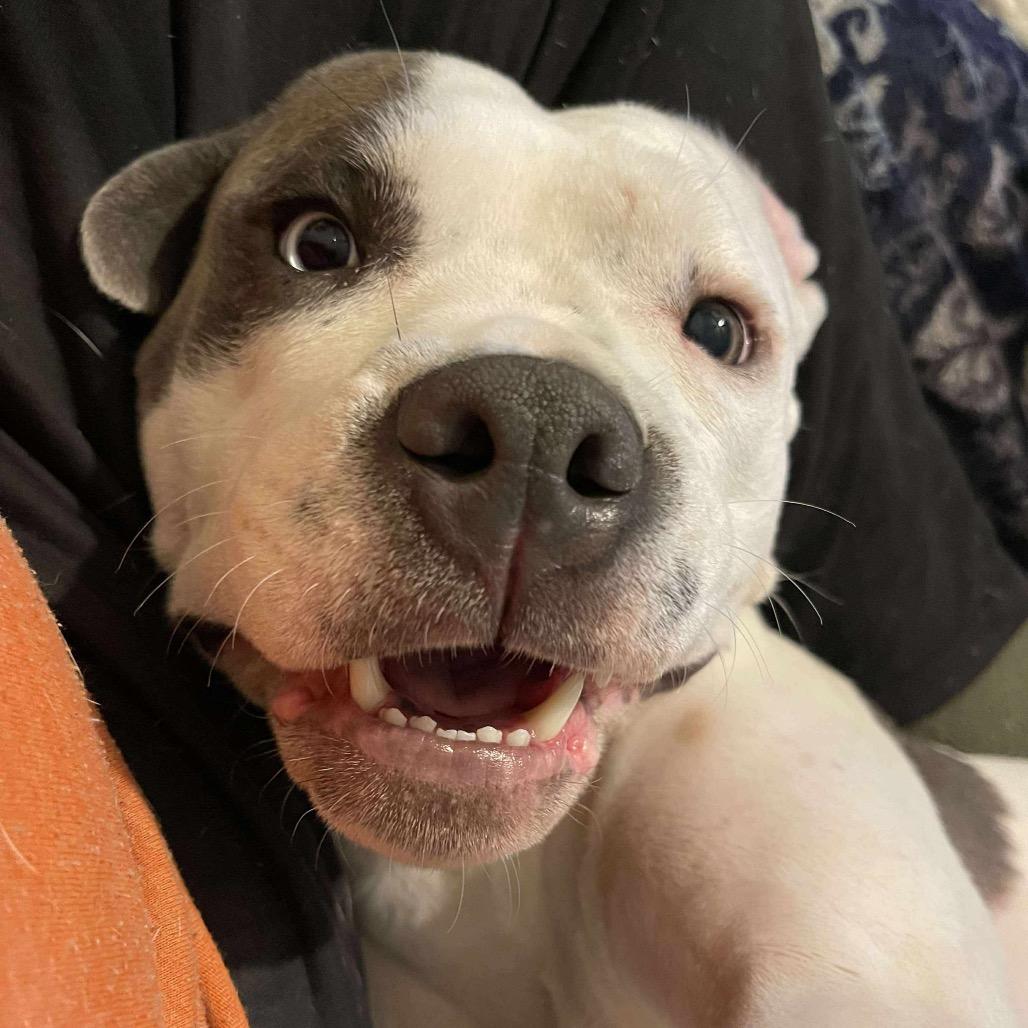 Judah Lewis, a Adoptable Pit Bull Terrier in Lake Jackson, TX image 5/6