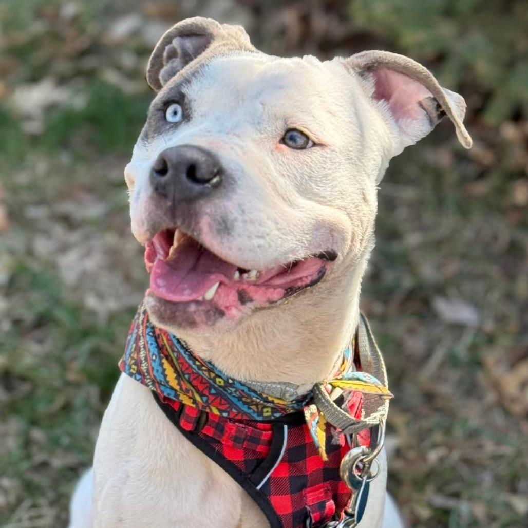 Judah Lewis, a Adoptable Pit Bull Terrier in Lake Jackson, TX image 6/6