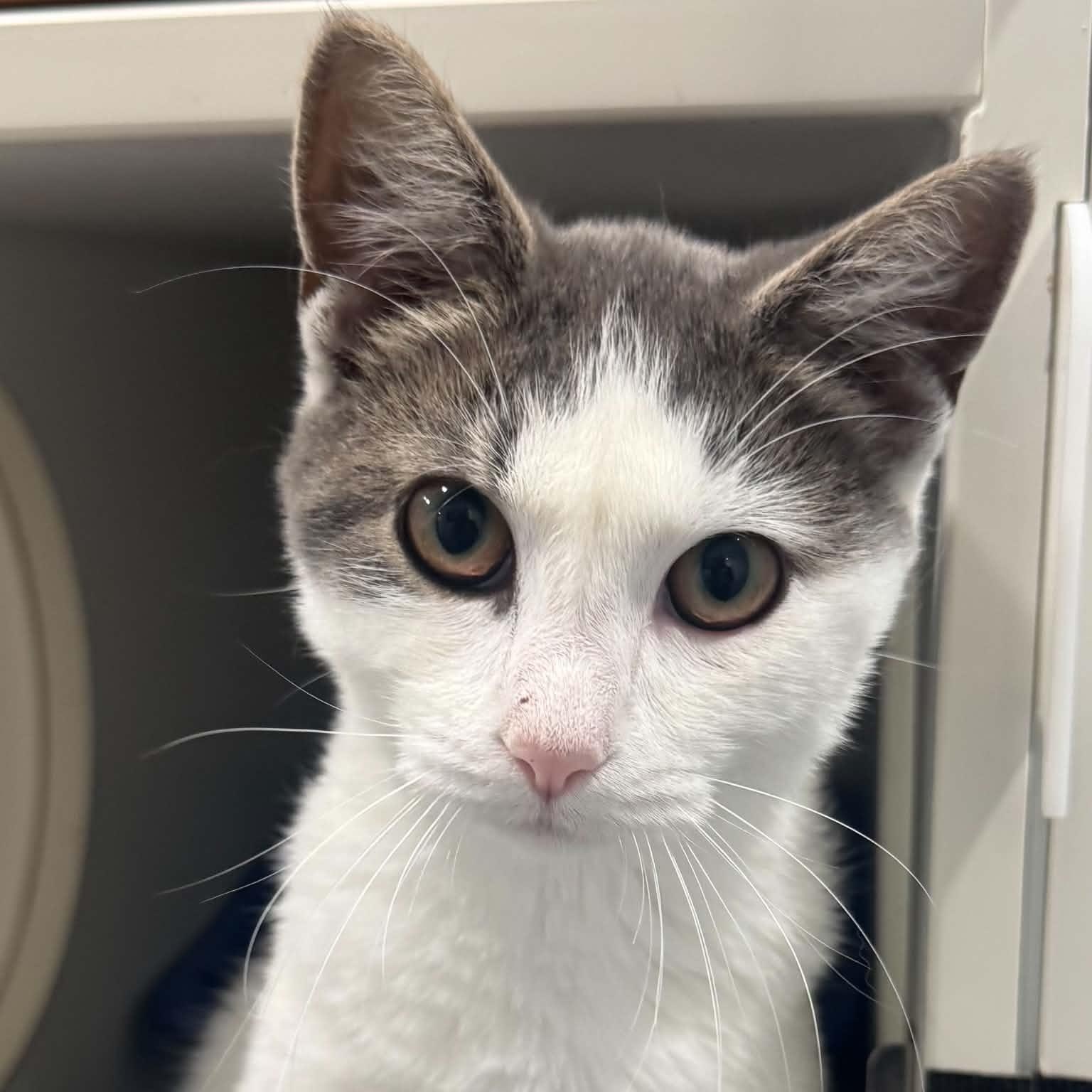 Enlarge Skye, a Adoptable American Shorthair in Danbury, CT image 2/5