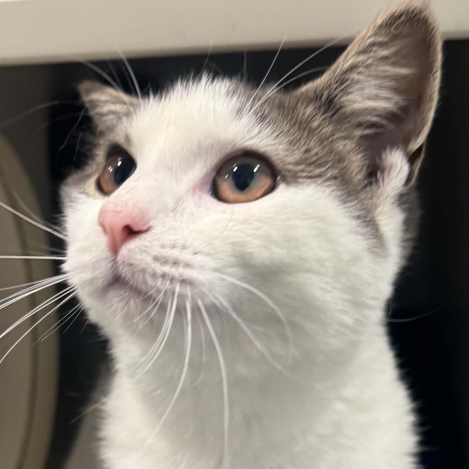 Enlarge Skye, a Adoptable American Shorthair in Danbury, CT image 1/5