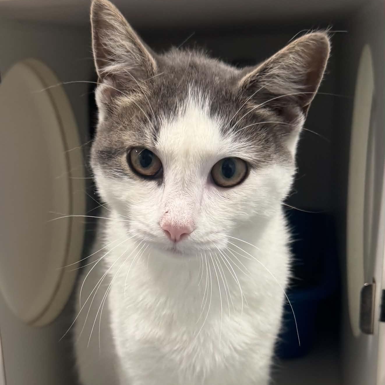 Enlarge Skye, a Adoptable American Shorthair in Danbury, CT image 5/5