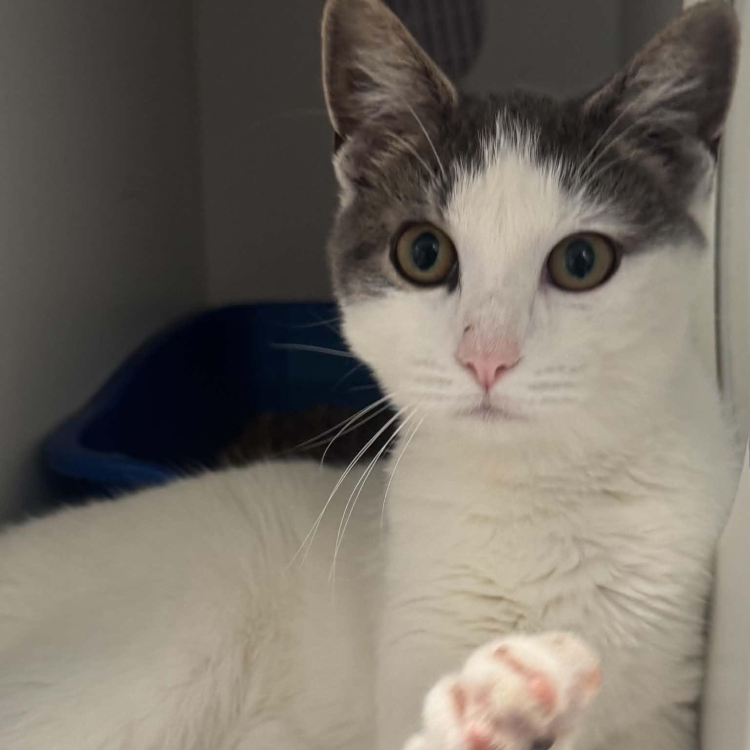 Enlarge Skye, a Adoptable American Shorthair in Danbury, CT image 3/5