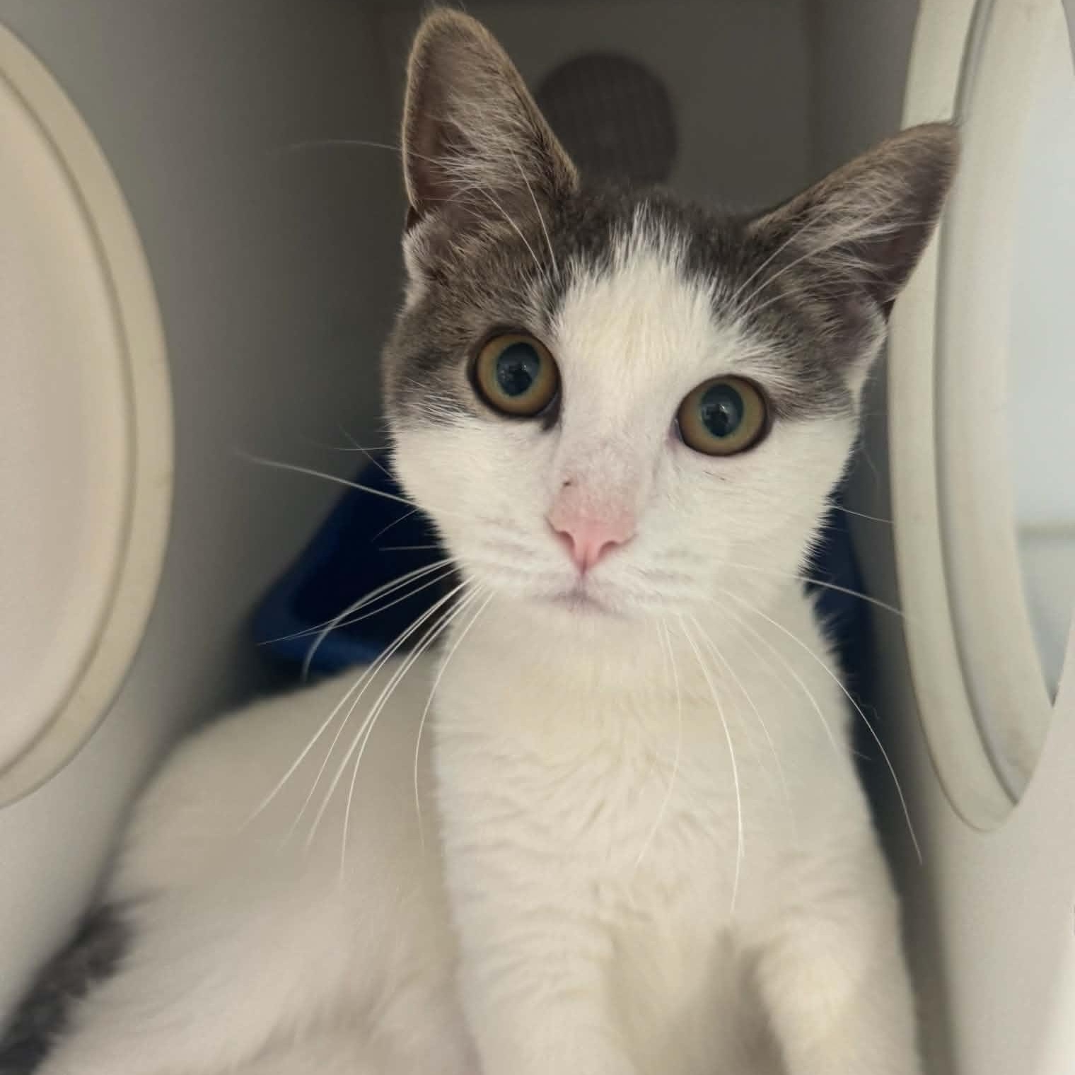 Enlarge Skye, a Adoptable American Shorthair in Danbury, CT image 4/5