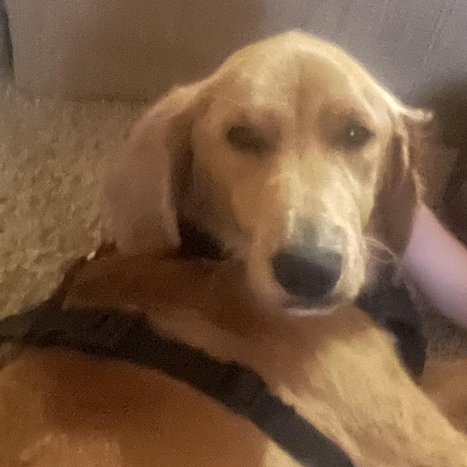 Enlarge Charley, a Adoptable Golden Retriever in Lexington, KY image 1/2