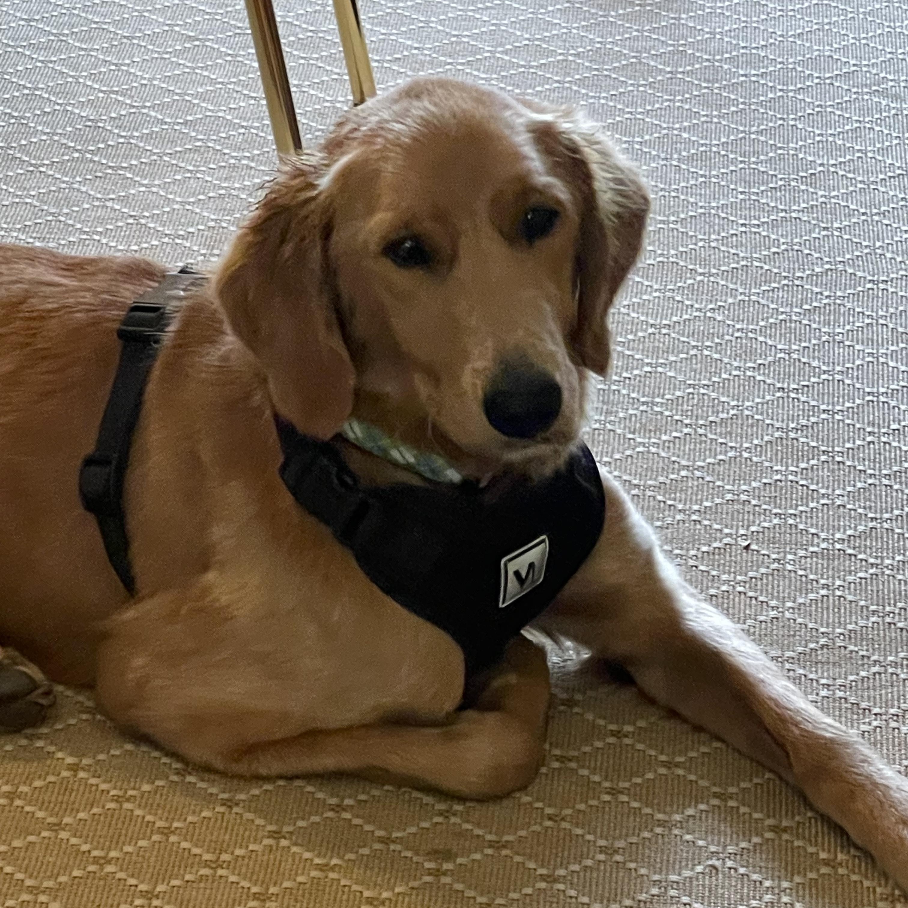 Enlarge Charley, a Adoptable Golden Retriever in Lexington, KY image 2/2