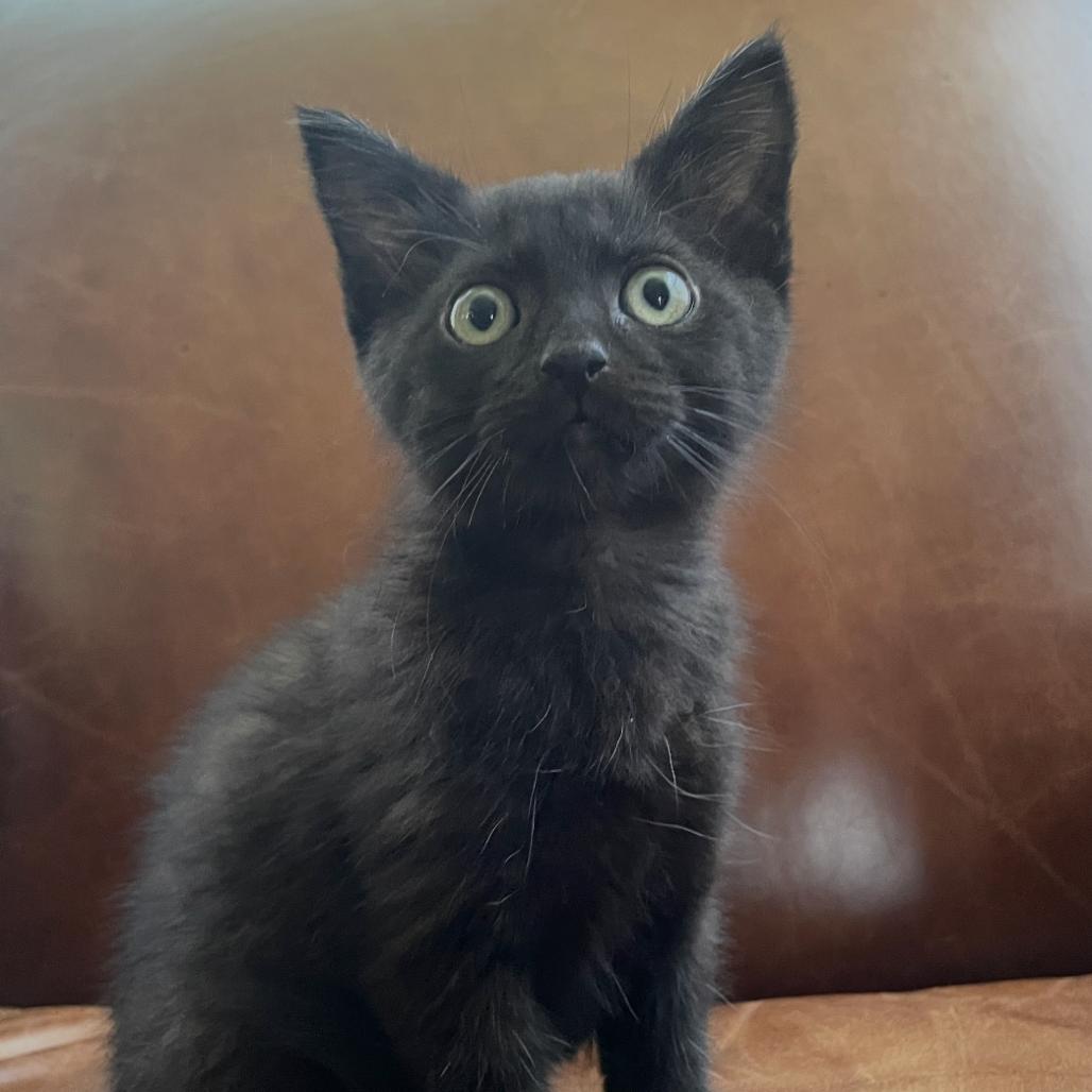 Anchovy, a Adoptable Domestic Short Hair in Granby, MO image 1/3
