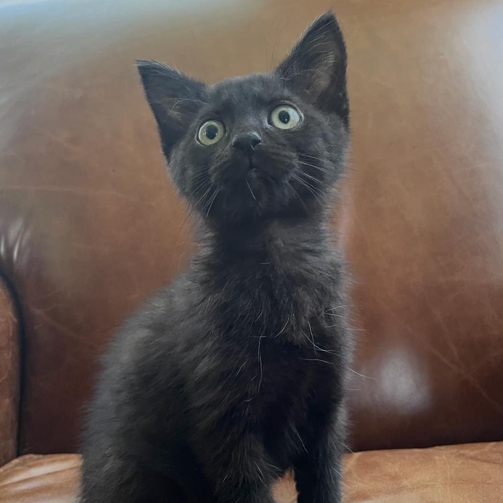 Anchovy, a Adoptable Domestic Short Hair in Granby, MO image 2/3