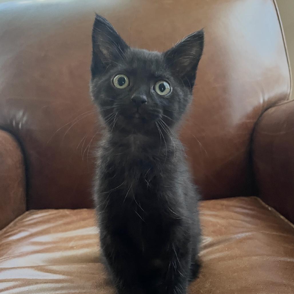 Anchovy, a Adoptable Domestic Short Hair in Granby, MO image 3/3