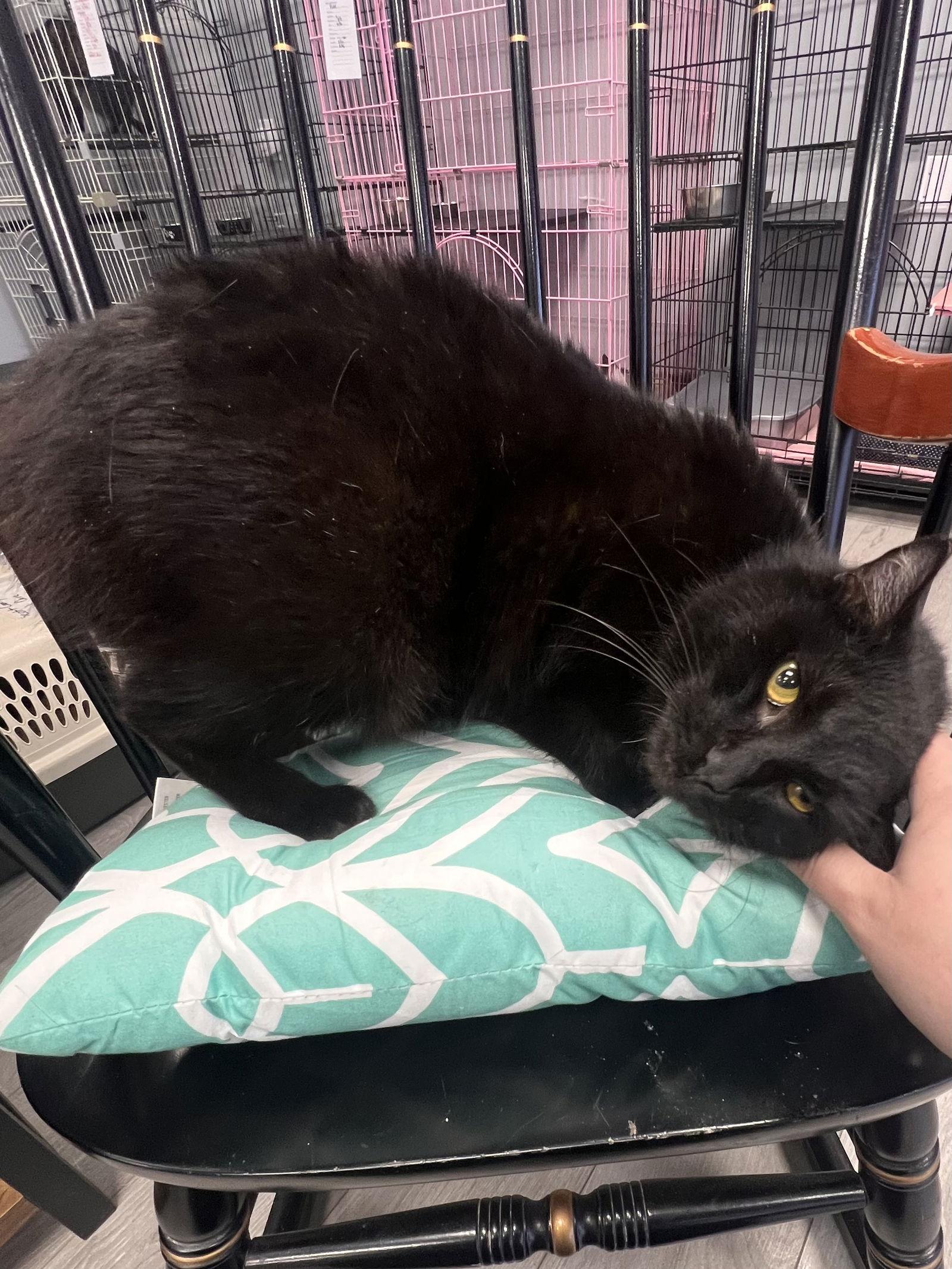 Bookworm, Adoptable, Adult Female Domestic Short Hair.