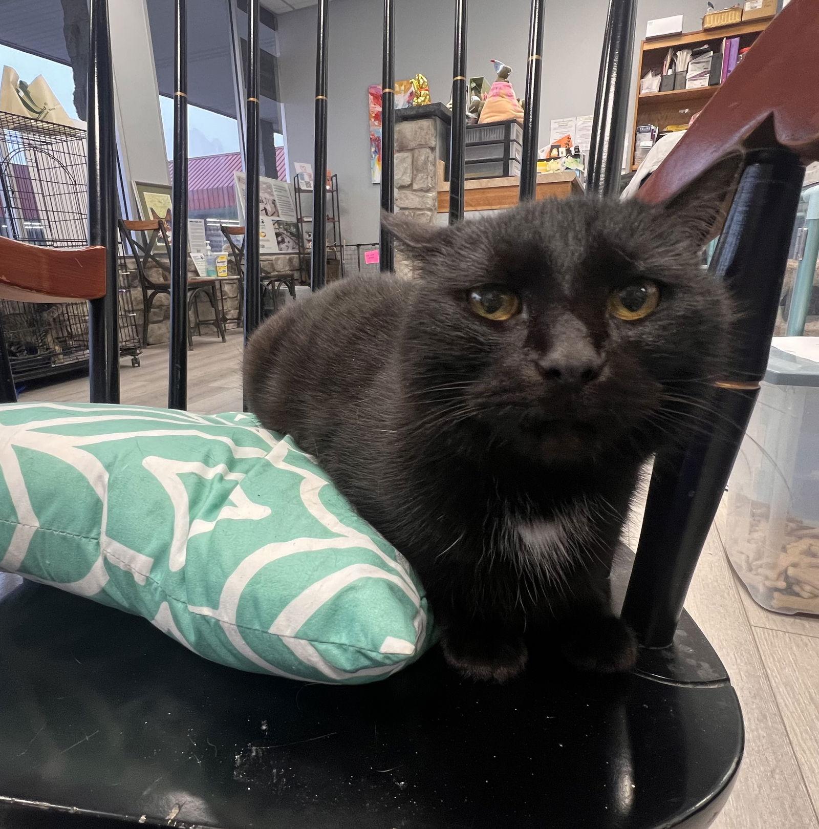 Enlarge Bookworm, a Adoptable Domestic Short Hair in Georgetown, KY image 2/3