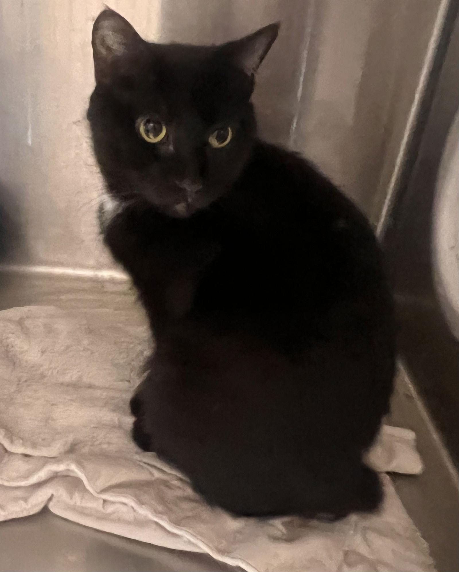 Enlarge Bookworm, a Adoptable Domestic Short Hair in Georgetown, KY image 3/3