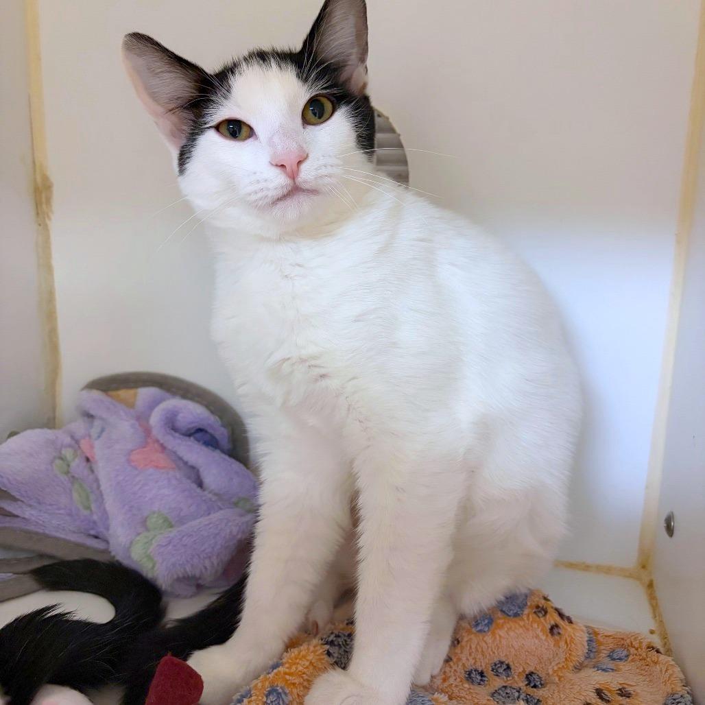 Enlarge Checkers, a Adoptable mixed breed in Woodinville, WA image 2/6