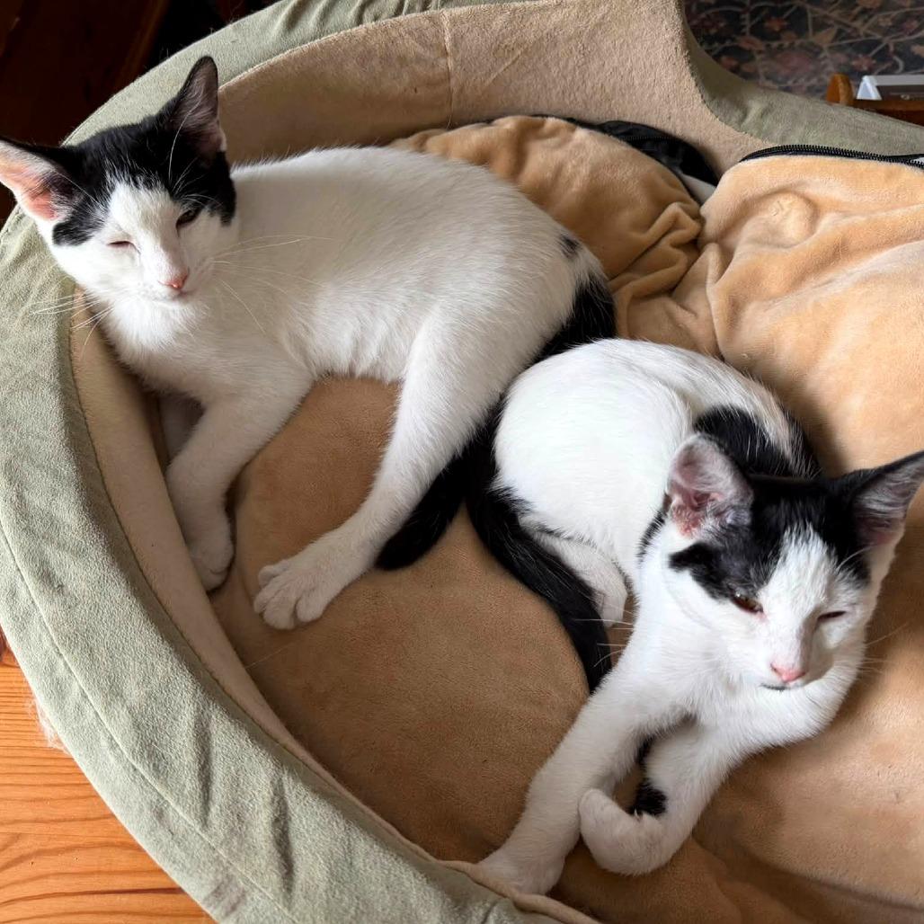 Enlarge Checkers, a Adoptable mixed breed in Woodinville, WA image 3/6