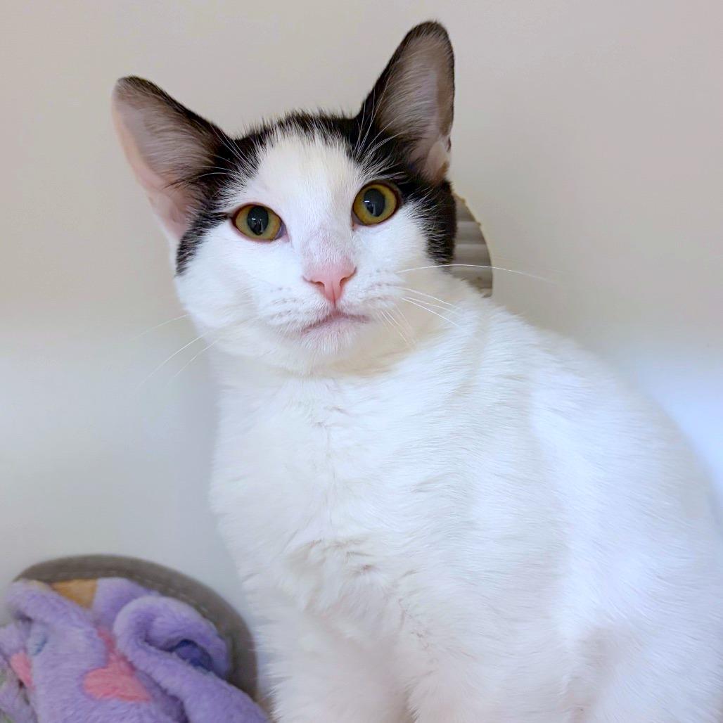 Enlarge Checkers, a Adoptable mixed breed in Woodinville, WA image 5/6