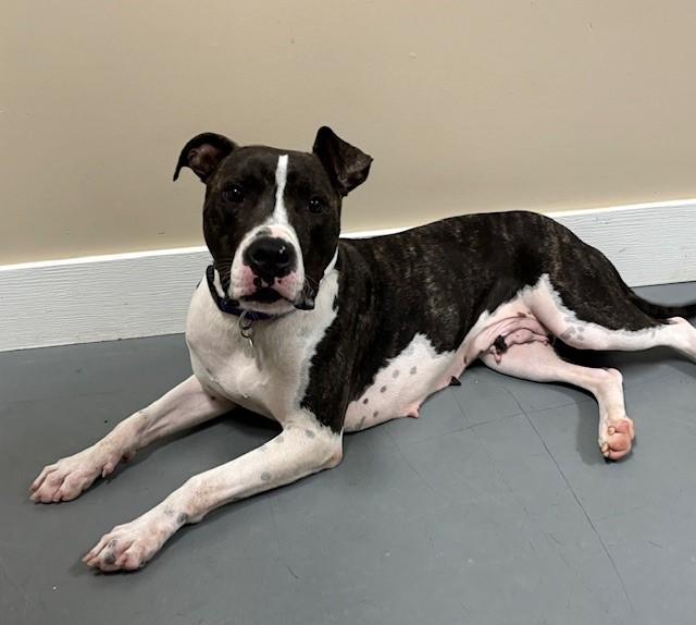 Ruby Red, a Adoptable mixed breed in Hawk Point, MO image 1/4