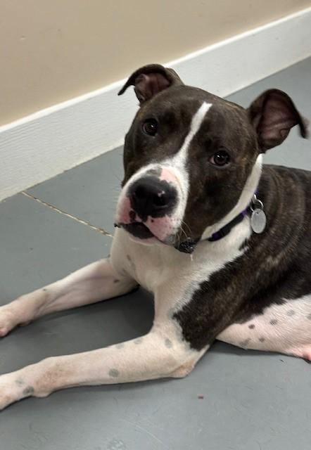 Ruby Red, a Adoptable mixed breed in Hawk Point, MO image 2/4