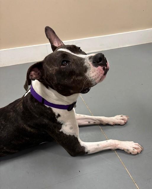 Ruby Red, a Adoptable mixed breed in Hawk Point, MO image 3/4