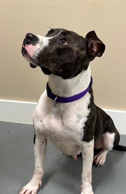 Ruby Red, a Adoptable mixed breed in Hawk Point, MO image 4/4