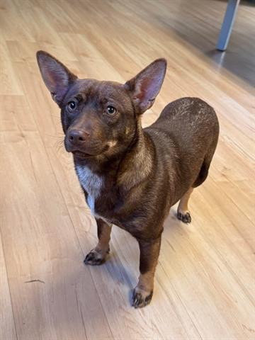 DENISE, Adoptable, Young Female Cardigan Welsh Corgi & Mixed Breed.