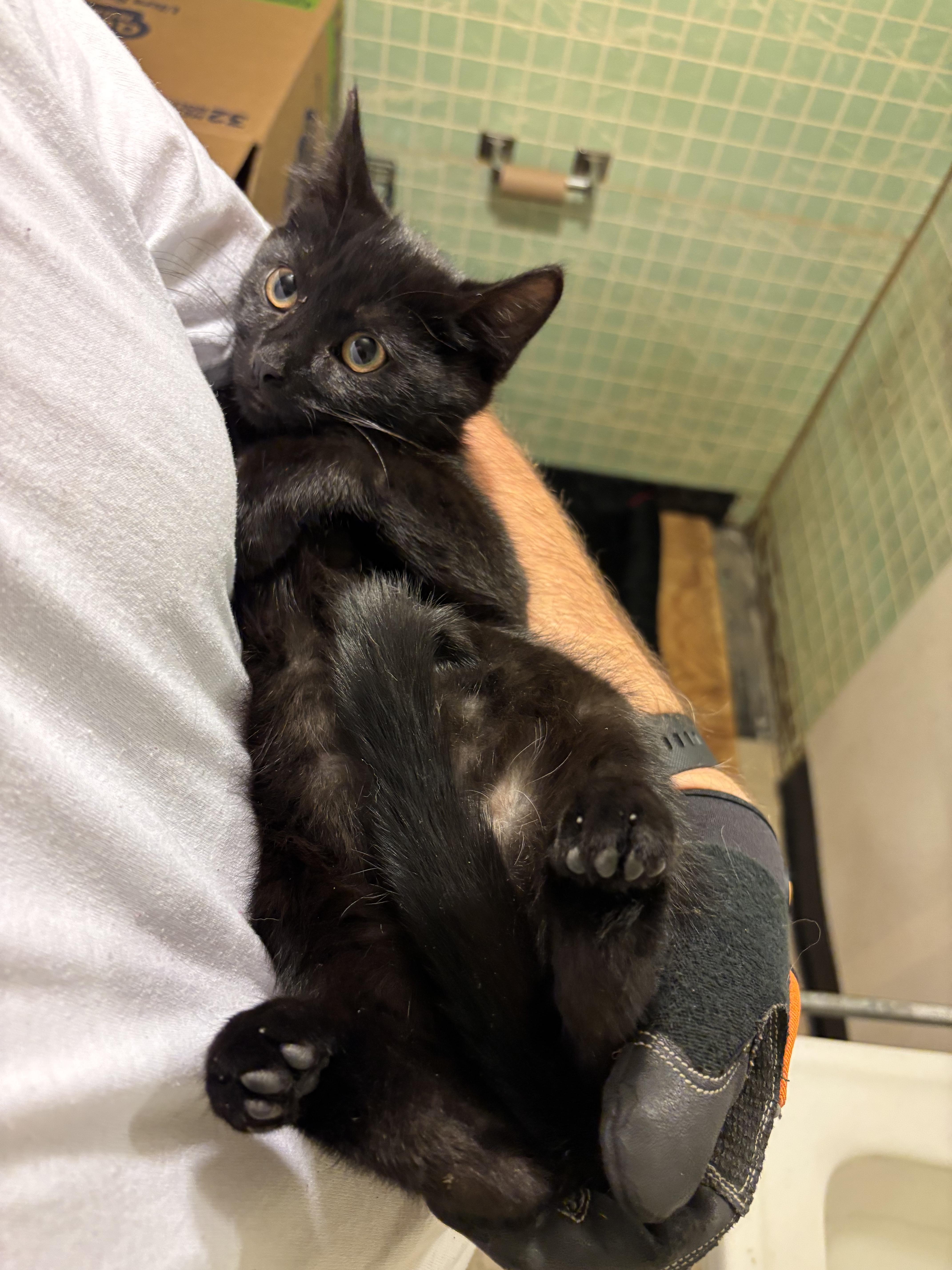 Ghost Pepper, Adoptable, Young Male Domestic Short Hair.