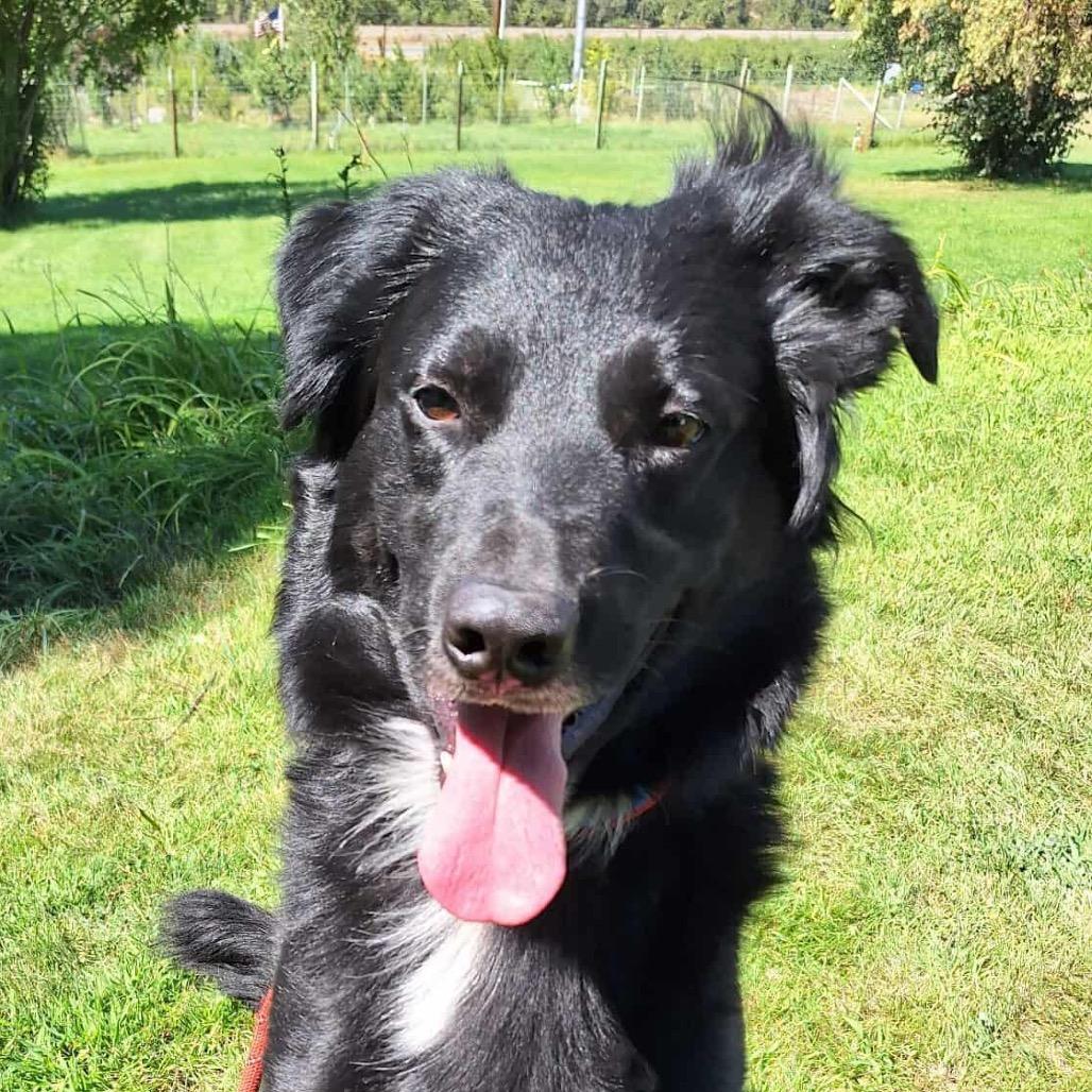Bentley, Adoptable, Adult Male Australian Shepherd & Australian Cattle Dog / Blue Heeler.