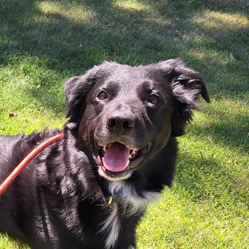 Enlarge Bentley, a Adoptable mixed breed in TONASKET, WA image 2/3