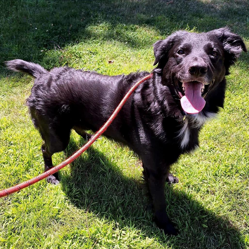 Enlarge Bentley, a Adoptable mixed breed in TONASKET, WA image 3/3