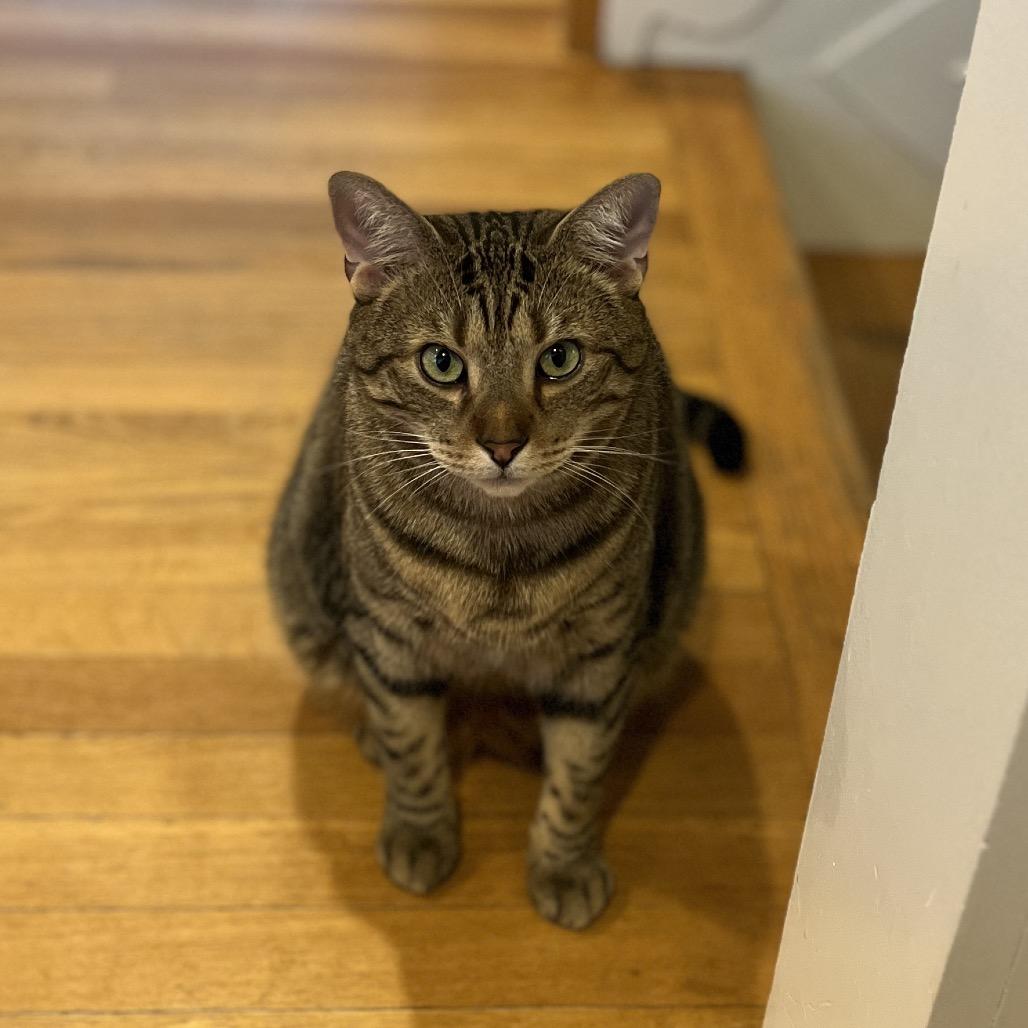 Reputation, Adoptable, Adult Male Domestic Short Hair.