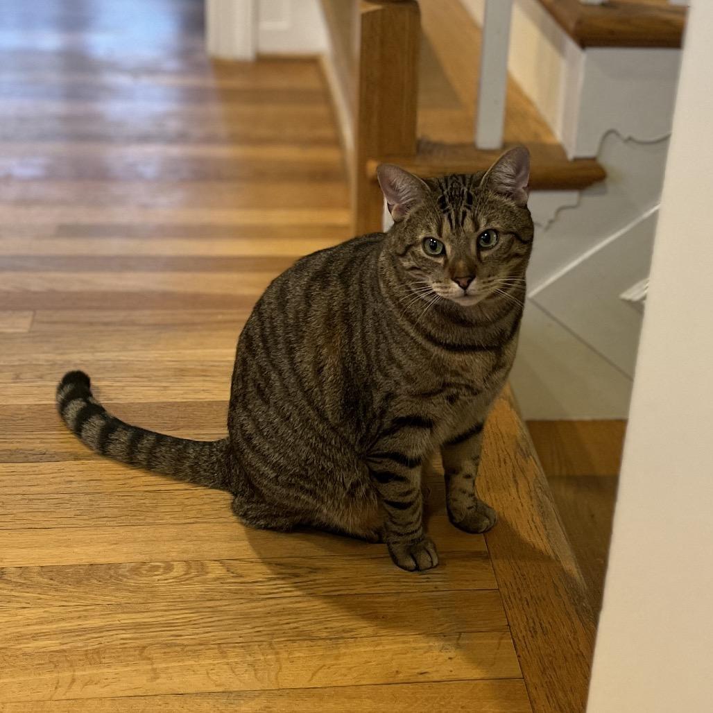 Enlarge Reputation, a Adoptable Domestic Short Hair in Fairfax Station, VA image 2/6