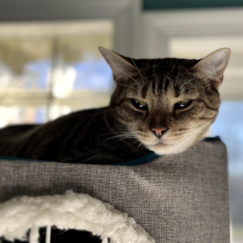 Enlarge Reputation, a Adoptable Domestic Short Hair in Fairfax Station, VA image 3/6