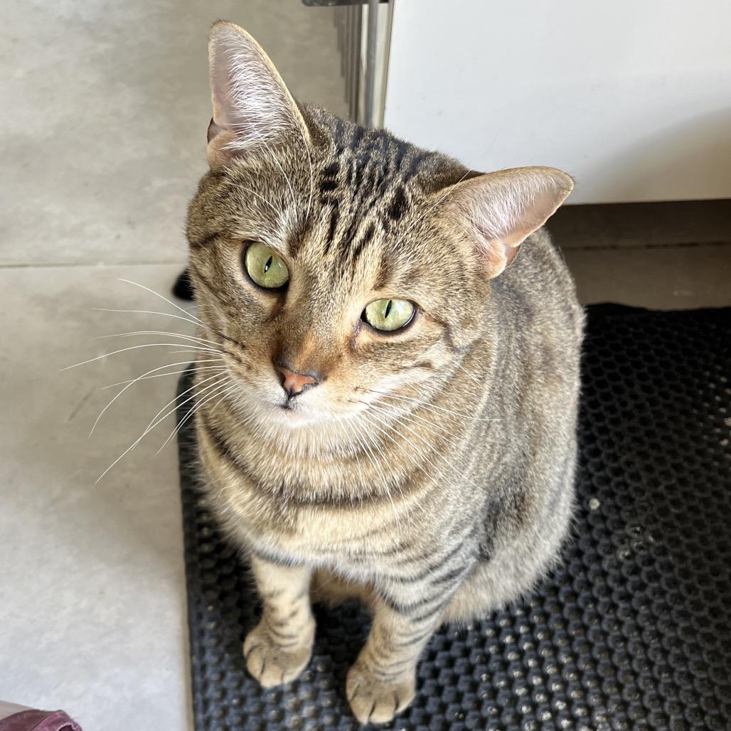 Enlarge Reputation, a Adoptable Domestic Short Hair in Fairfax Station, VA image 4/6