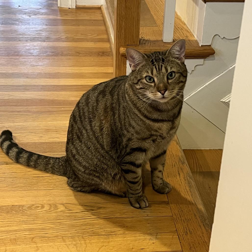 Enlarge Reputation, a Adoptable Domestic Short Hair in Fairfax Station, VA image 5/6