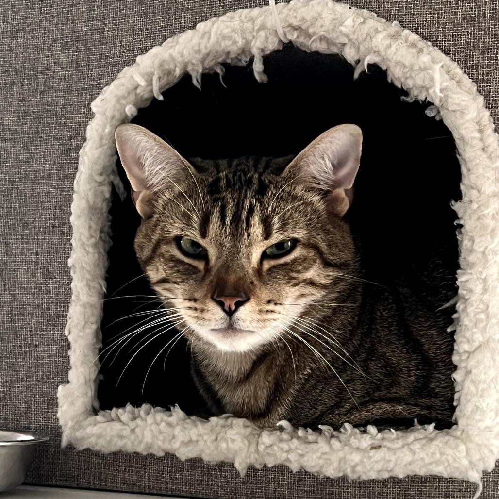 Enlarge Reputation, a Adoptable Domestic Short Hair in Fairfax Station, VA image 6/6