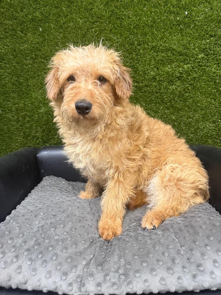 Enlarge Cheeto James, a Adoptable mixed breed in Anderson, CA image 4/6