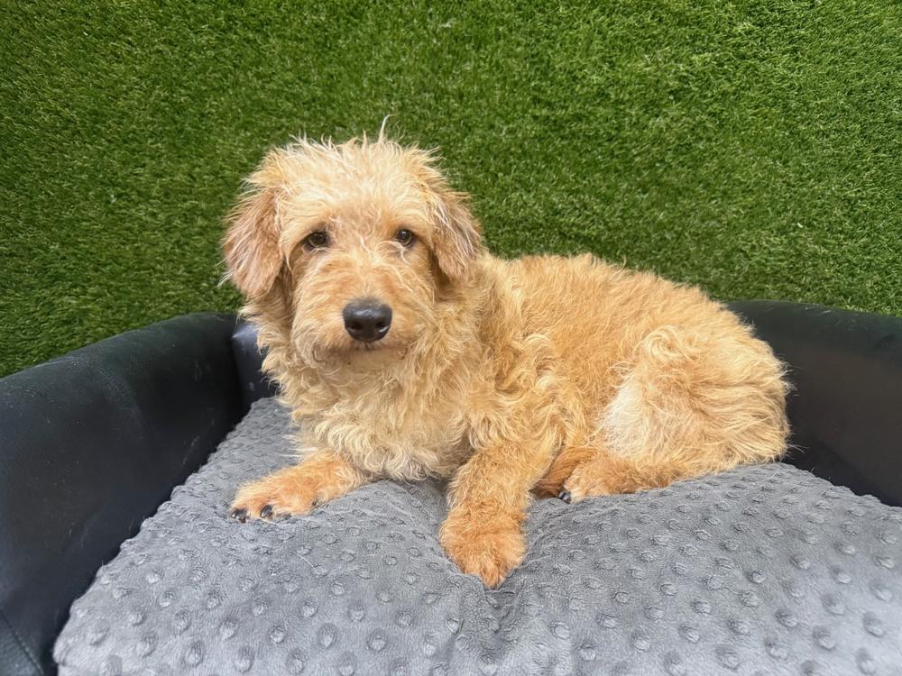 Enlarge Cheeto James, a Adoptable mixed breed in Anderson, CA image 6/6