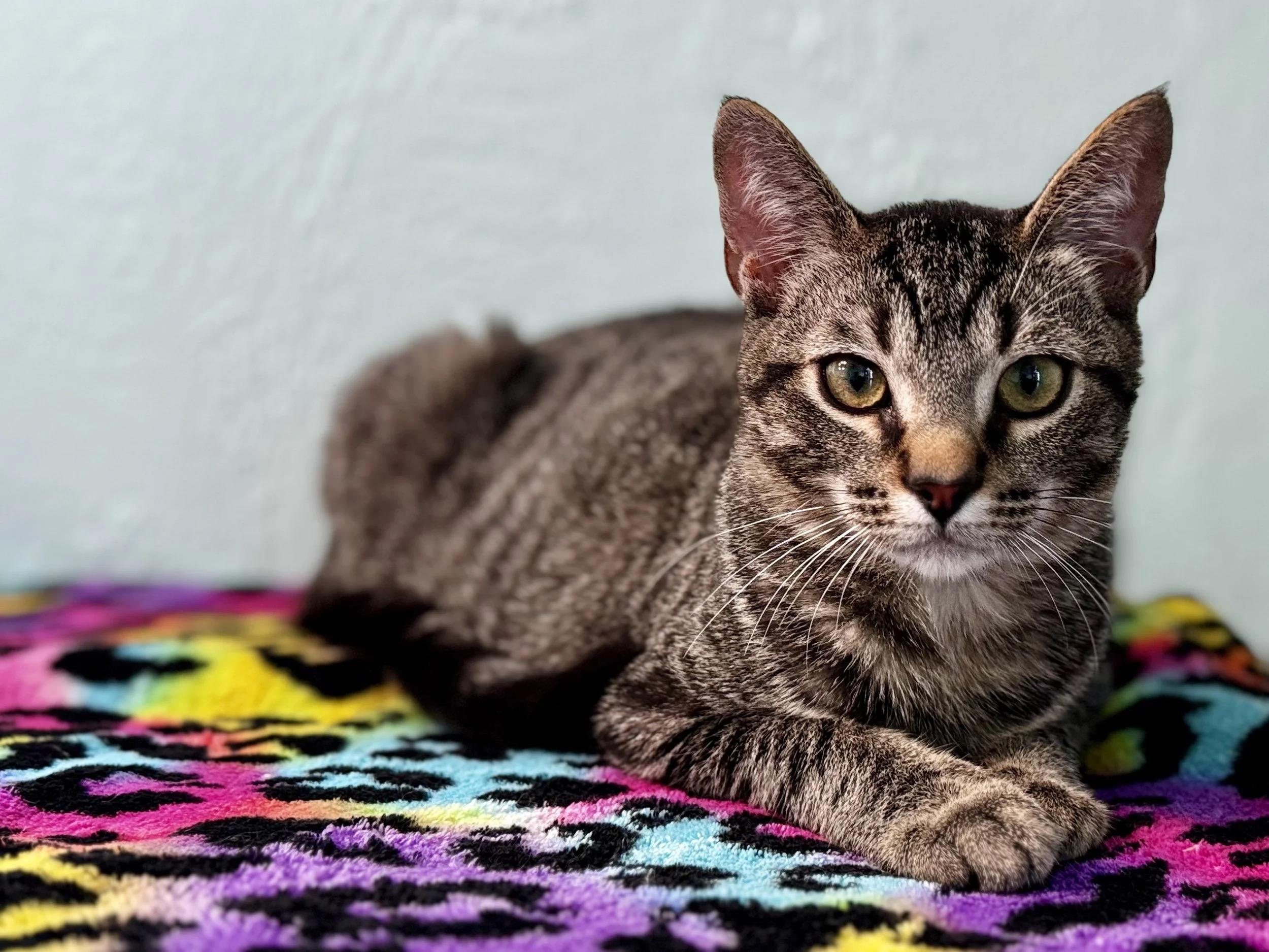Enlarge Biscuit!, a ADOPTABLE Domestic Short Hair in Palm Coast, FL image 1/1