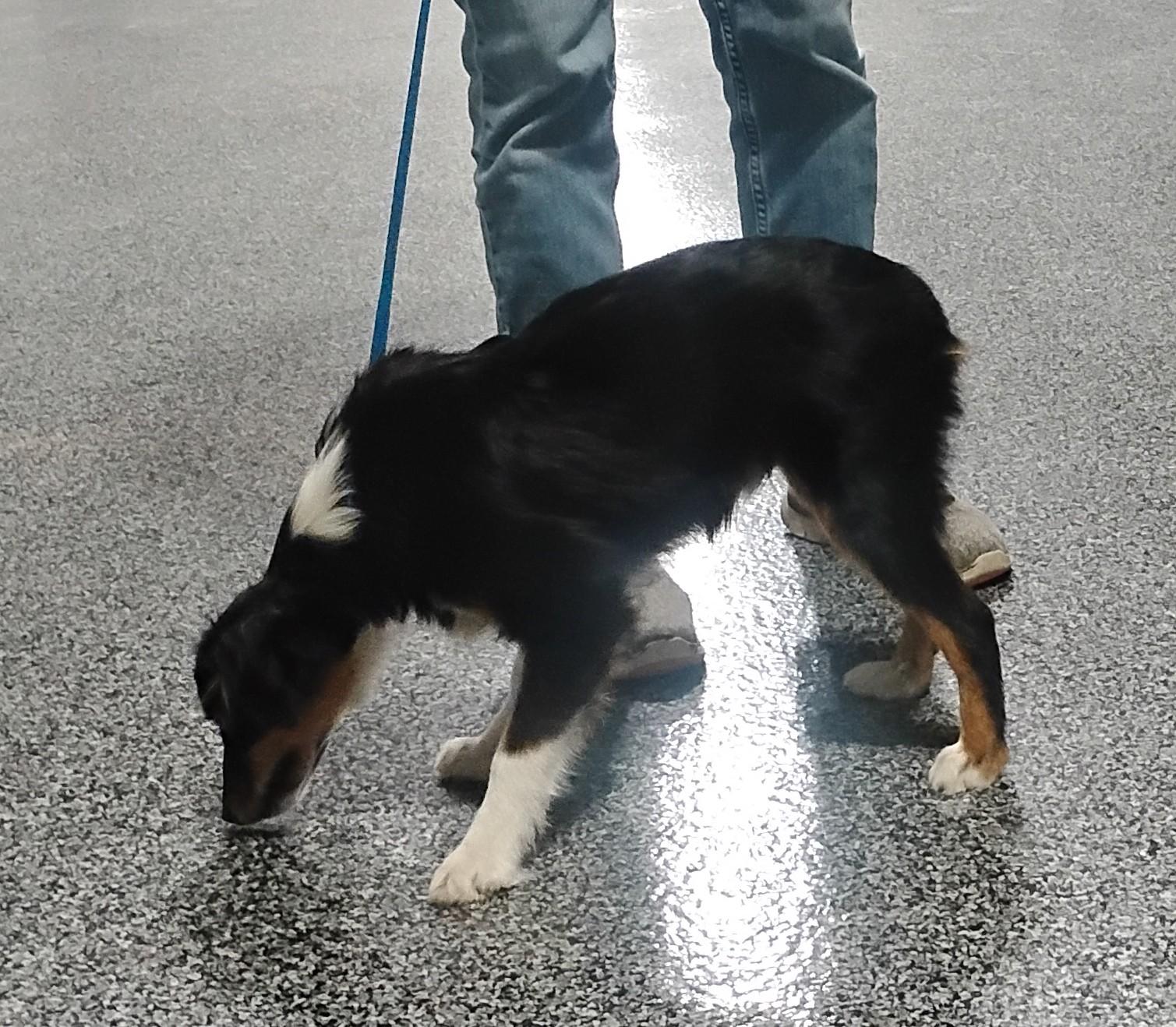 Enlarge Bowtie, an adoptable Australian Shepherd in Sulphur, OK image 4/6