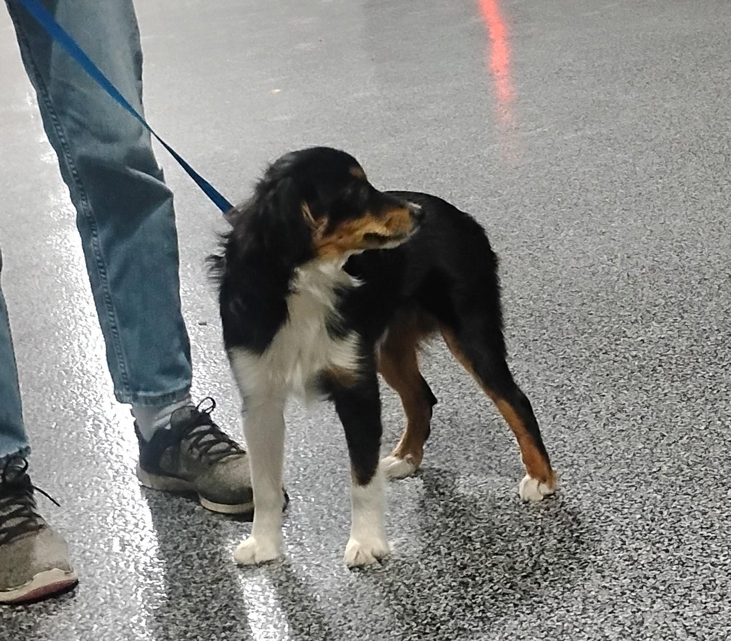 Enlarge Bowtie, an adoptable Australian Shepherd in Sulphur, OK image 5/6