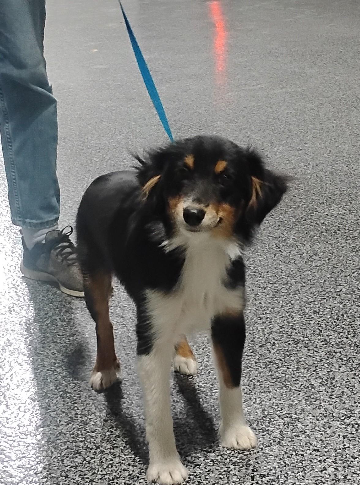 Enlarge Bowtie, an adoptable Australian Shepherd in Sulphur, OK image 2/6