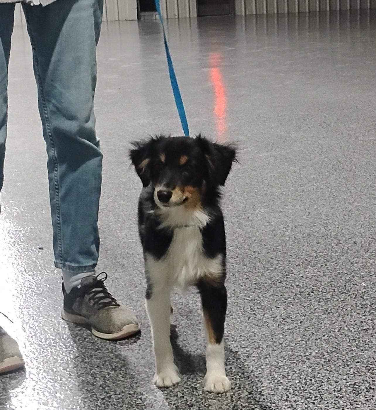 Enlarge Bowtie, an adoptable Australian Shepherd in Sulphur, OK image 3/6