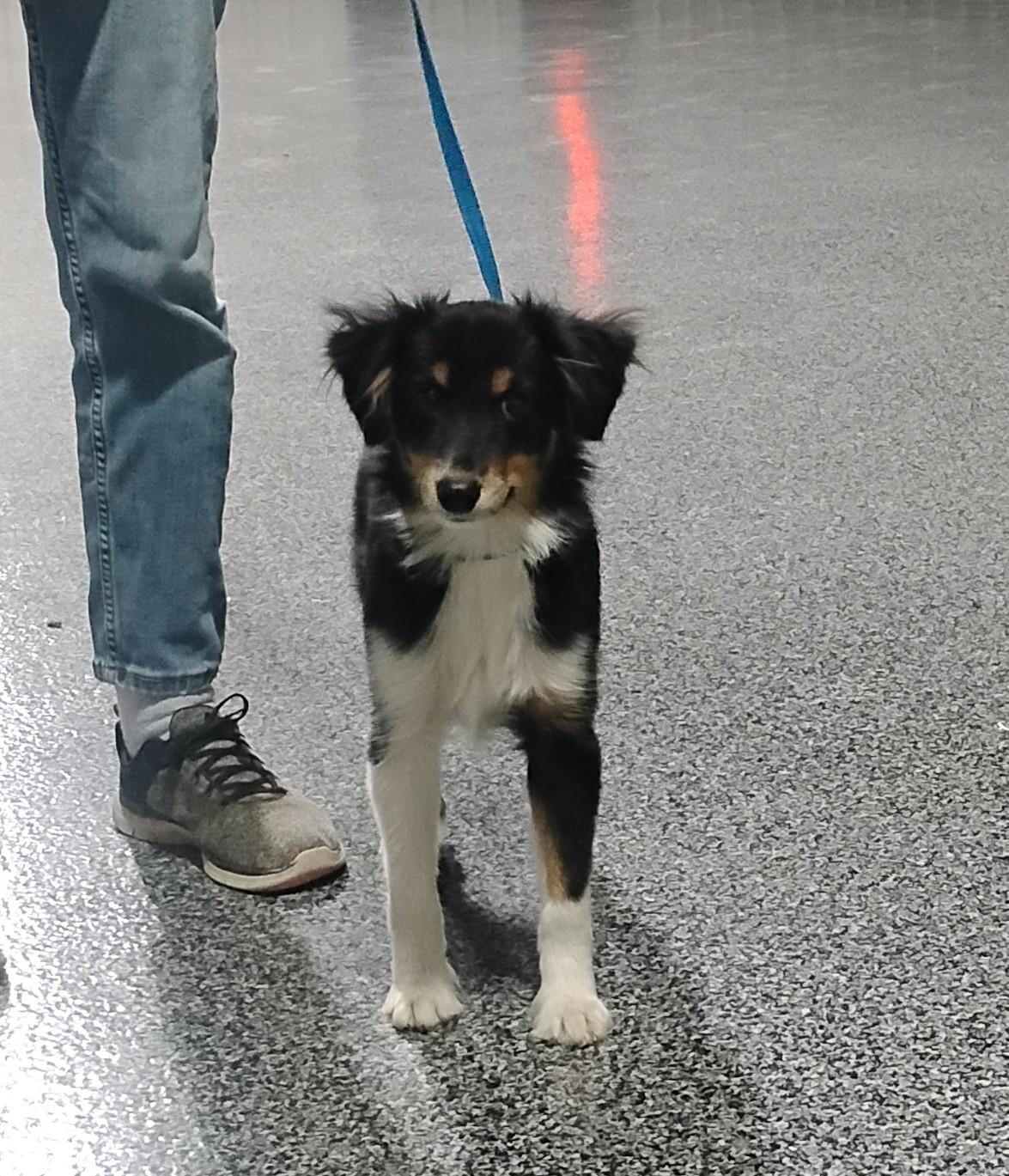 Enlarge Bowtie, an adoptable Australian Shepherd in Sulphur, OK image 1/6